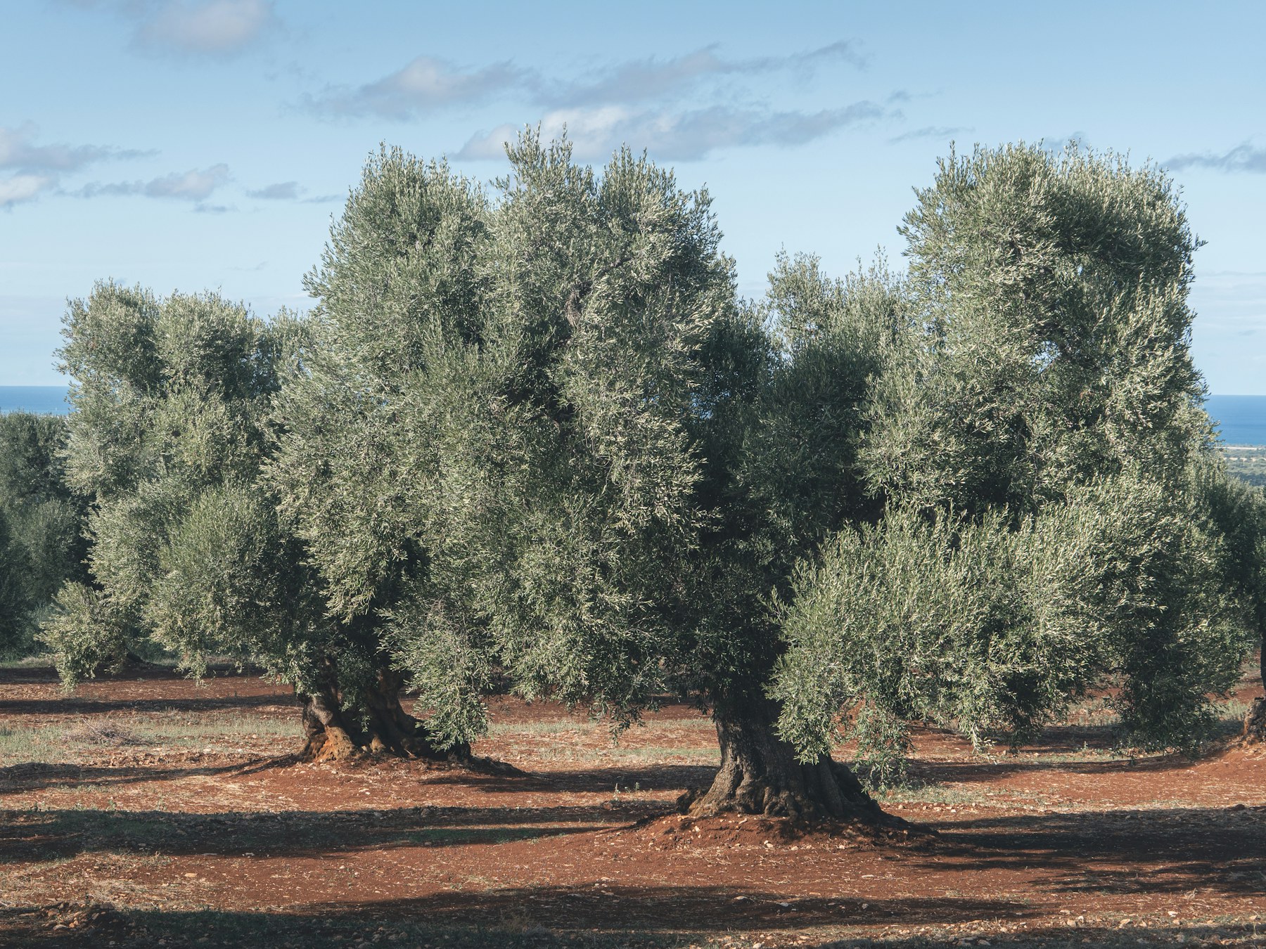 The family's olive grove at Sahl Rameen, Tulkarem